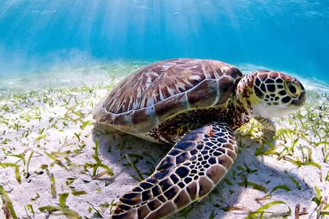 Content preview image